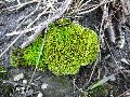 Frühlingserwachen oder wo der Herbst den Frühling küsst, Flora