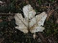 Frühlingserwachen oder wo der Herbst den Frühling küsst, Flora