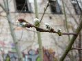 Frühlingserwachen oder wo der Herbst den Frühling küsst, Flora
