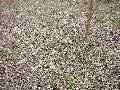 Frühlingserwachen oder wo der Herbst den Frühling küsst, Flora