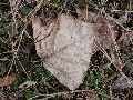 Frühlingserwachen oder wo der Herbst den Frühling küsst, Flora