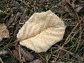 Frühlingserwachen oder wo der Herbst den Frühling küsst, Flora