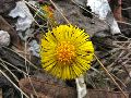Frühlingserwachen oder wo der Herbst den Frühling küsst, Flora