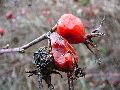 Frühlingserwachen oder wo der Herbst den Frühling küsst, Flora