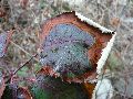 Frühlingserwachen oder wo der Herbst den Frühling küsst, Flora