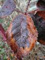 Frühlingserwachen oder wo der Herbst den Frühling küsst, Flora