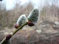 Frühlingserwachen oder wo der Herbst den Frühling küsst, Flora