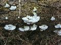 Frühlingserwachen oder wo der Herbst den Frühling küsst, Flora