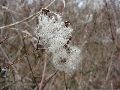 Frühlingserwachen oder wo der Herbst den Frühling küsst, Flora