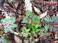 Frühlingserwachen oder wo der Herbst den Frühling küsst, Flora
