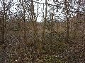 Frühlingserwachen oder wo der Herbst den Frühling küsst, Flora