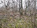 Frühlingserwachen oder wo der Herbst den Frühling küsst, Flora