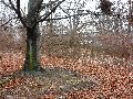 Frühlingserwachen oder wo der Herbst den Frühling küsst, Flora