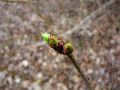 Frühlingserwachen oder wo der Herbst den Frühling küsst, Flora