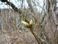 Frühlingserwachen oder wo der Herbst den Frühling küsst, Flora