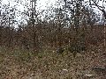 Frühlingserwachen oder wo der Herbst den Frühling küsst, Flora