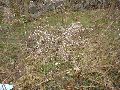 Frühlingserwachen oder wo der Herbst den Frühling küsst, Flora