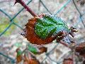 Frühlingserwachen oder wo der Herbst den Frühling küsst, Flora