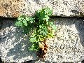 Frühlingserwachen oder wo der Herbst den Frühling küsst, Flora