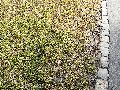 Frühlingserwachen oder wo der Herbst den Frühling küsst, Flora