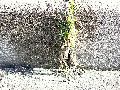 Frühlingserwachen oder wo der Herbst den Frühling küsst, Flora