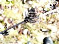 Frühlingserwachen oder wo der Herbst den Frühling küsst, Flora