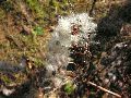 Frühlingserwachen oder wo der Herbst den Frühling küsst, Flora