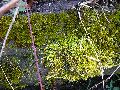 Frühlingserwachen oder wo der Herbst den Frühling küsst, Flora