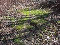 Frühlingserwachen oder wo der Herbst den Frühling küsst, Flora