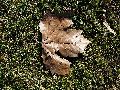 Frühlingserwachen oder wo der Herbst den Frühling küsst, Flora