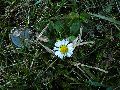 Frühlingserwachen oder wo der Herbst den Frühling küsst, Flora