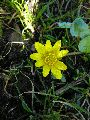 Frühlingserwachen oder wo der Herbst den Frühling küsst, Flora