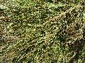 Frühlingserwachen oder wo der Herbst den Frühling küsst, Flora