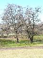 Frühlingserwachen oder wo der Herbst den Frühling küsst, Flora