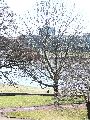 Frühlingserwachen oder wo der Herbst den Frühling küsst, Flora