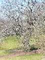 Frühlingserwachen oder wo der Herbst den Frühling küsst, Flora