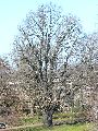 Frühlingserwachen oder wo der Herbst den Frühling küsst, Flora