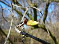 Frühlingserwachen oder wo der Herbst den Frühling küsst, Flora