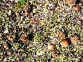 Frühlingserwachen oder wo der Herbst den Frühling küsst, Flora