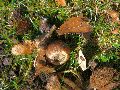 Frühlingserwachen oder wo der Herbst den Frühling küsst, Flora