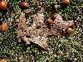 Frühlingserwachen oder wo der Herbst den Frühling küsst, Flora