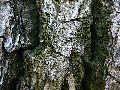 Frühlingserwachen oder wo der Herbst den Frühling küsst, Flora