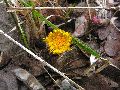 Frühlingserwachen oder wo der Herbst den Frühling küsst, Flora