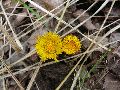 Frühlingserwachen oder wo der Herbst den Frühling küsst, Flora