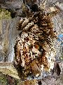 Frühlingserwachen oder wo der Herbst den Frühling küsst, Flora