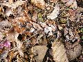 Frühlingserwachen oder wo der Herbst den Frühling küsst, Flora