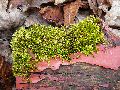 Frühlingserwachen oder wo der Herbst den Frühling küsst, Flora