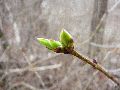 Frühlingserwachen oder wo der Herbst den Frühling küsst, Flora