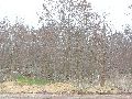 Frühlingserwachen oder wo der Herbst den Frühling küsst, Flora