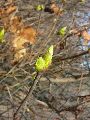 Frühlingserwachen oder wo der Herbst den Frühling küsst, Flora